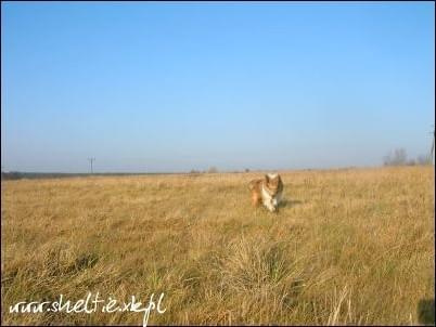 #sheltie