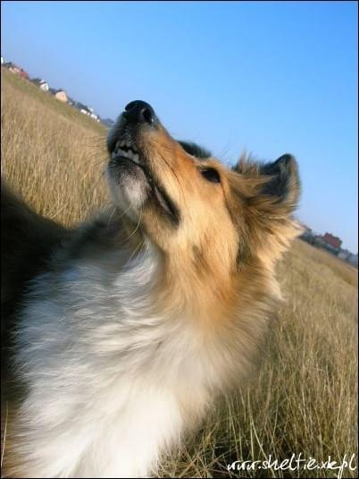 #sheltie