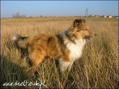 #sheltie