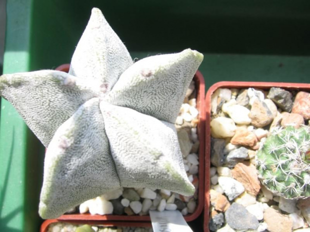 Astrophytum myriostigma v potosinum