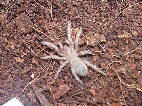 Nhandu coloratovillosus