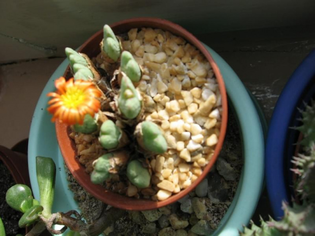 Conophytum cuperifolium