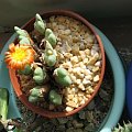 Conophytum cuperifolium