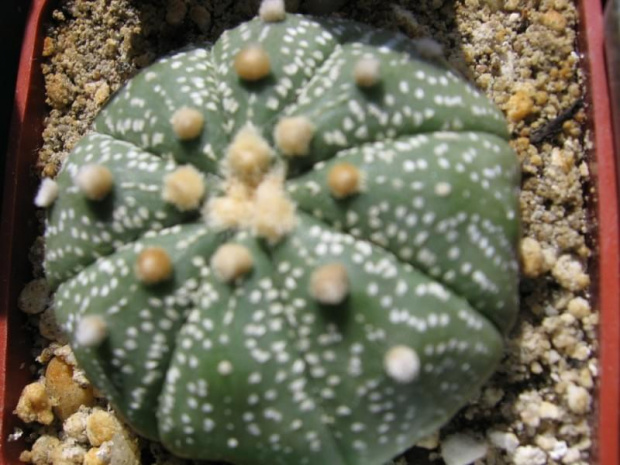 Astrophytum asterias