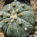 Astrophytum asterias