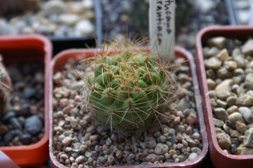 Matucana auriantiaca