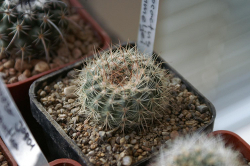 Notocactus bommeljei