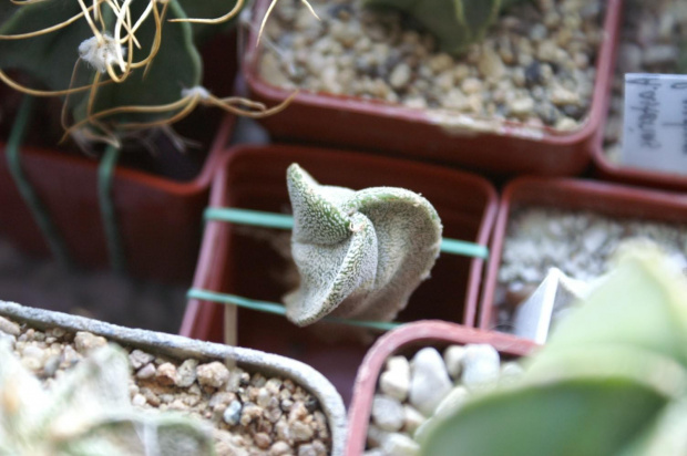 Astrophytum myriostigma tricostatum