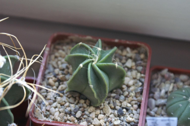 Astrophytum myriostigma v. nudum