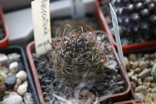 Neoporteria sp.