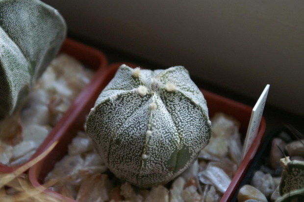 Astrophytum hybryd