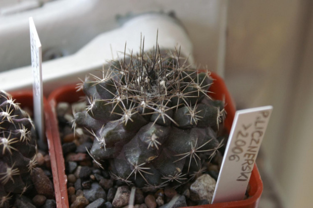 Copiapoa humilis