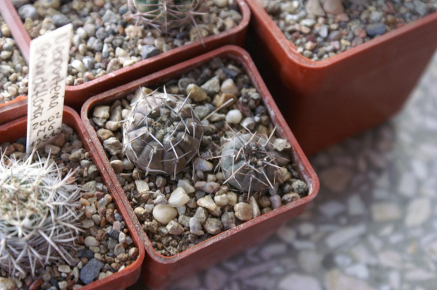 Gymnocalycium sp.