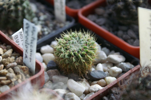 Notocactus buiningii