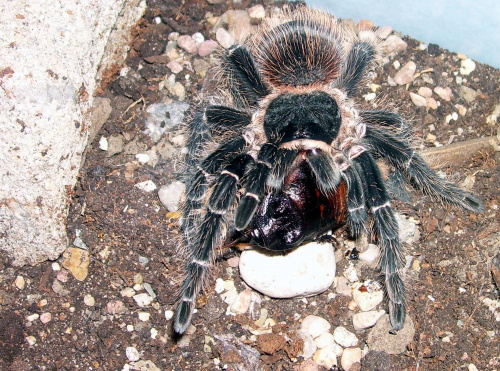 Lasiodora parhybana