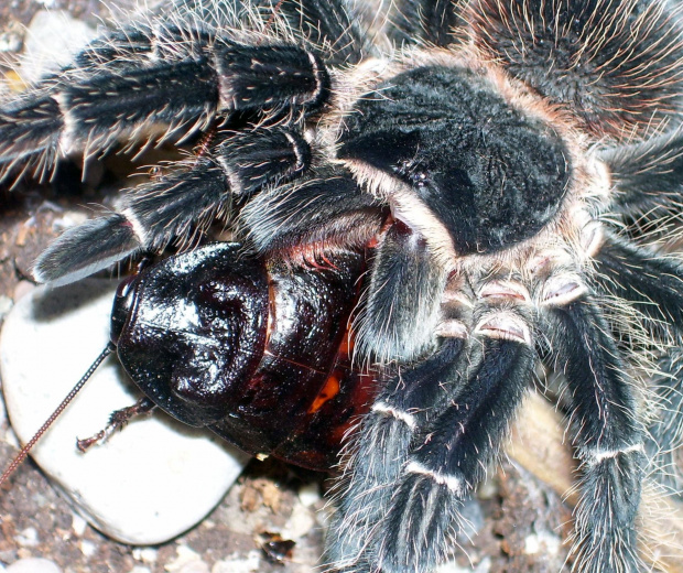 Lasiodora parhybana