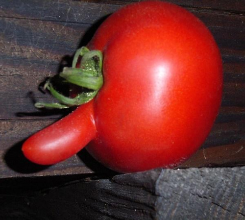 bezwstydny pomidorek