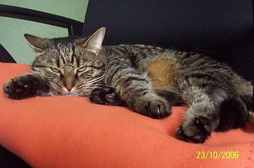 #kot #kotek #panterka #stefan #zwierze #wyczesaniec #leniwiec #mk2