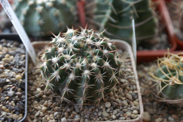 Notocactus floricomus v. prapetensis