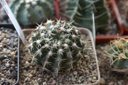 Notocactus floricomus v. prapetensis