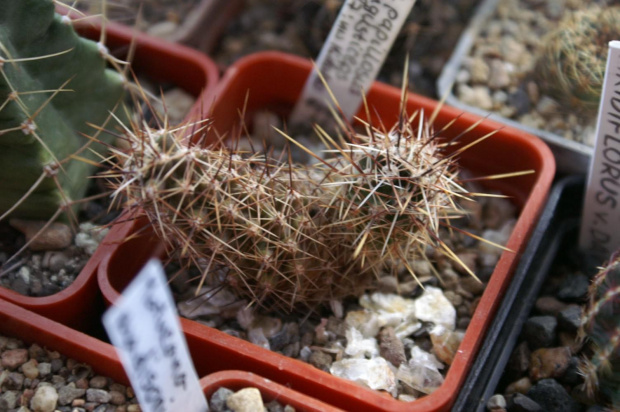 Echinocereus papillosus