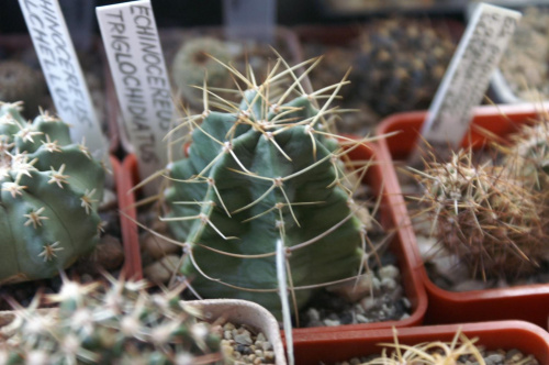 Echinocereus triglochidatus