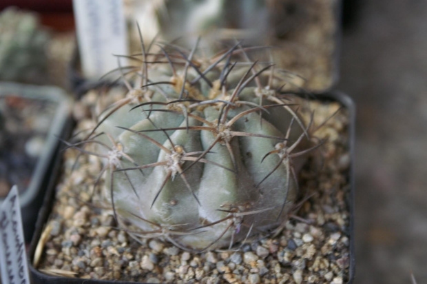 Acanthocalycium glaucum