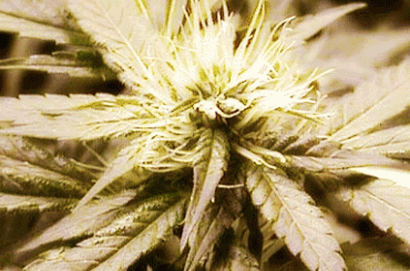 Konnekt - TłoK - Ganja #Konnekt #TłoK #TloK #Ganja #Thc #Marihuana