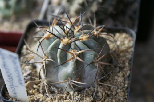 Acanthocalycium glaucum