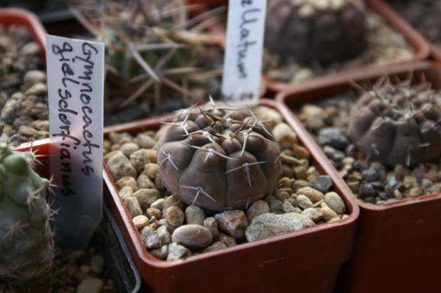 Gymnocalycium stellatum