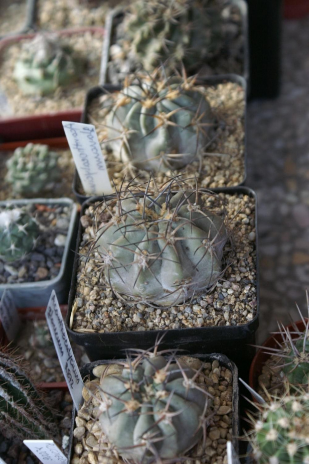 Acanthocalycium glaucum