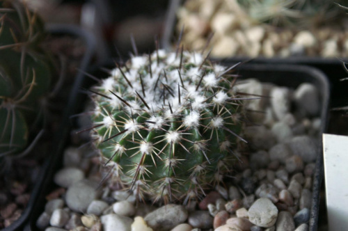 Notocactus Sp.