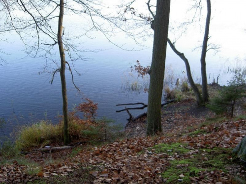 bukowy las nad jez.Otomino #jezioro #las #jesień #widoki #przyroda