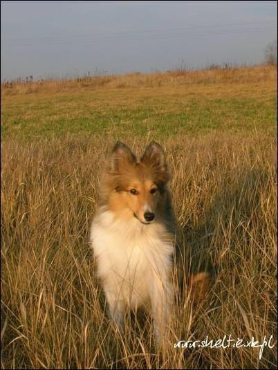 #sheltie #OwczarekSzetlandzki