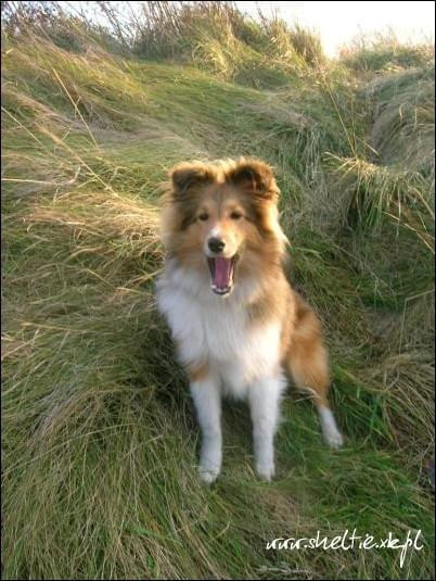 #sheltie #OwczarekSzetlandzki