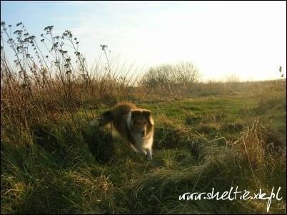 #sheltie #OwczarekSzetlandzki