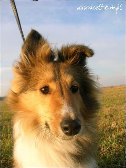 #sheltie #OwczarekSzetlandzki