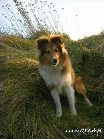 #sheltie #OwczarekSzetlandzki