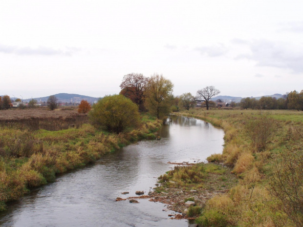 Leniwy Bóbr