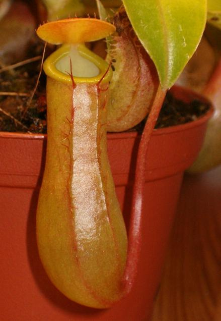 Nepenthes x Ventrata