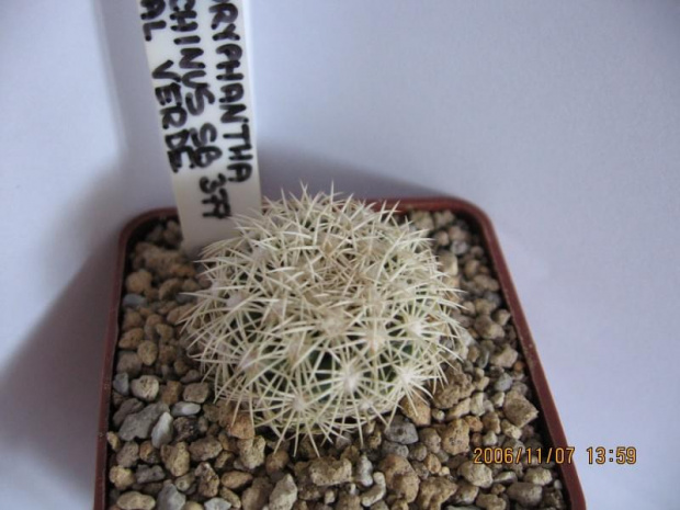 Coryphantha