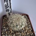 Coryphantha