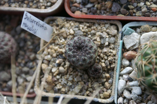 Sulcorebutia rauschii