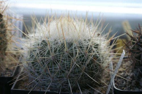 Thelocactus conothele v.macdowellii