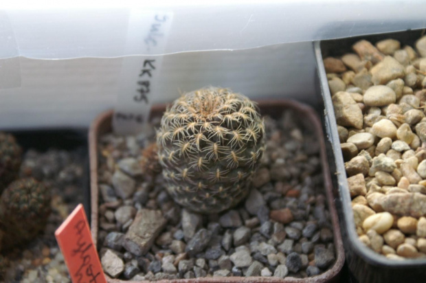 Sulcorebutia sp. kk875