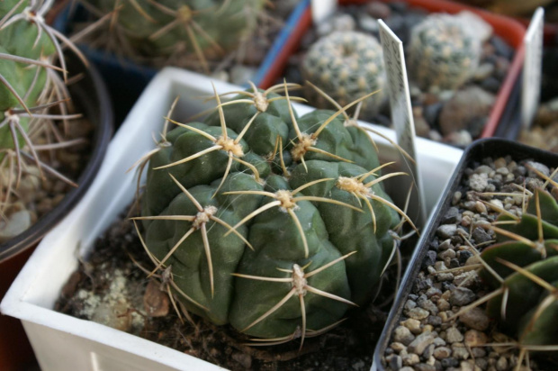 Gymnocalycium denudatum