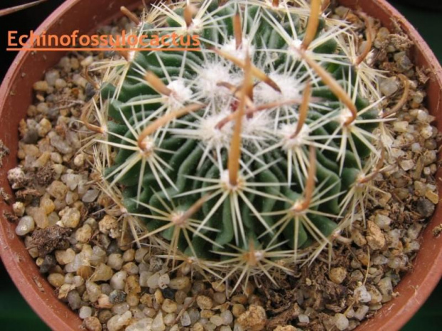 Stenocactus multicostatus