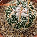 Stenocactus multicostatus