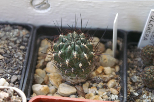 Sulcorebutia sp.