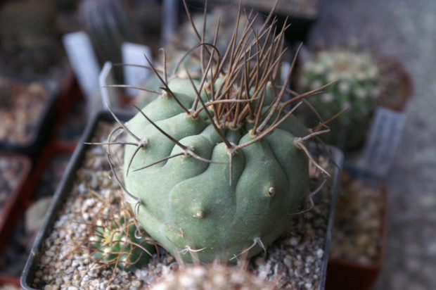 Matucana madisoniorum